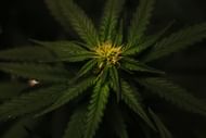 Cannabis is shown to relieve chronic pain. (Image via Pexels/ Washarapol D Binyo Jundang)